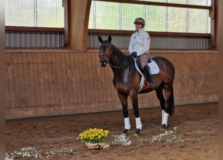 Trakehner, Étalon, 3 Ans, 168 cm, Bai