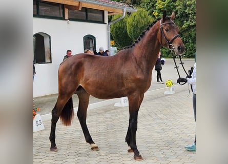 Trakehner, Étalon, 3 Ans, 170 cm, Bai brun
