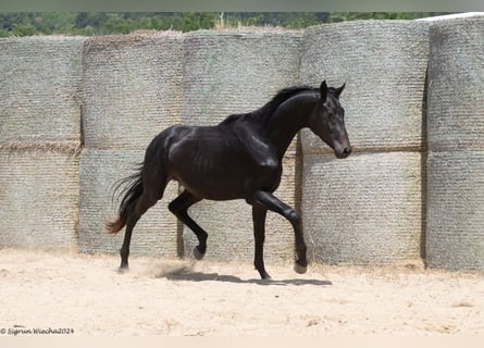 Trakehner, Étalon, 3 Ans, 170 cm, Bai brun foncé