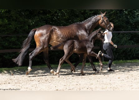 Trakehner, Étalon, 3 Ans, Bai brun foncé