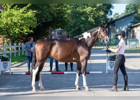 Trakehner, Étalon, 4 Ans, 163 cm, Pinto