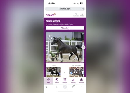 Trakehner, Étalon, 5 Ans, 167 cm, Noir