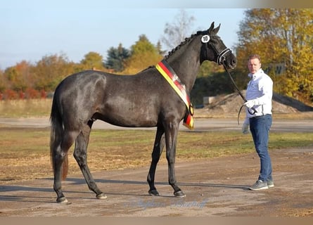 Trakehner, Étalon, 8 Ans, 170 cm, Gris noir