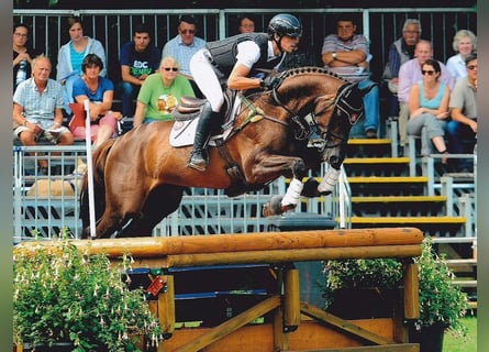 Trakehner, Étalon, 14 Ans, 169 cm, Alezan brûlé