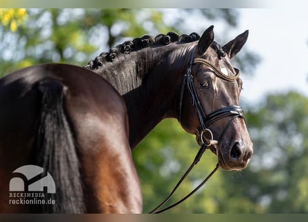 Trakehner, Étalon, 8 Ans, 175 cm, Bai brun