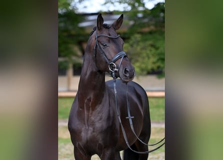 Trakehner, Étalon, 7 Ans, 169 cm, Bai brun