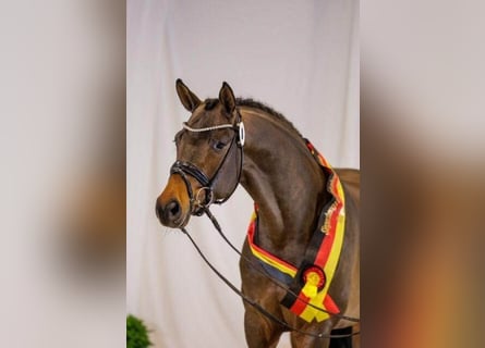 Trakehner, Étalon, 4 Ans, 170 cm, Bai