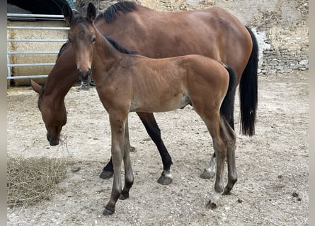 Trakehner, Étalon, Poulain (05/2024), 162 cm, Bai