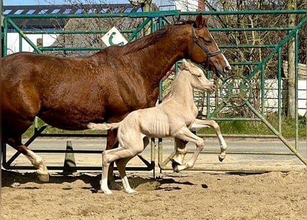 Trakehner Croisé, Étalon, , 167 cm