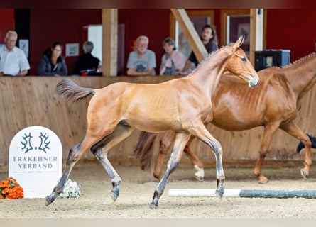 Trakehner, Étalon, Poulain (01/2024), 168 cm, Alezan