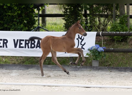 Trakehner, Étalon, Poulain (05/2024), 168 cm, Bai