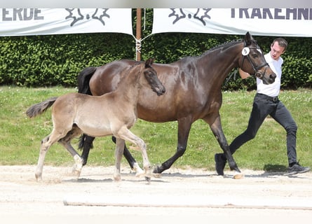 Trakehner, Étalon, Poulain (03/2024), 168 cm, Noir