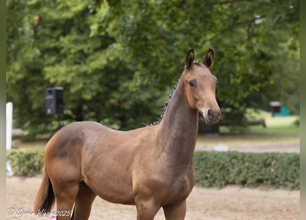 Trakehner, Étalon, Poulain (03/2025), 169 cm, Bai brun