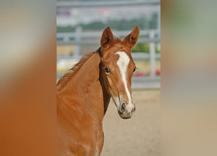 Trakehner, Étalon, Poulain (06/2024), 170 cm, Alezan