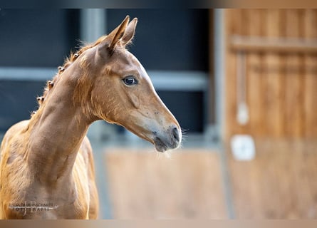 Trakehner, Étalon, Poulain (06/2024), 170 cm, Alezan