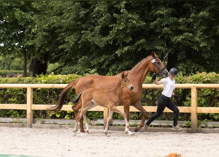 Trakehner, Étalon, Poulain (04/2026), 170 cm, Alezan