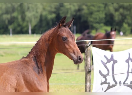 Trakehner, Étalon, Poulain (04/2024), 170 cm, Bai brun