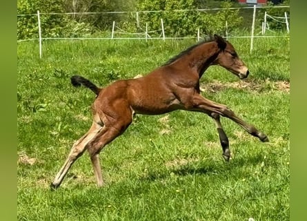 Trakehner, Étalon, Poulain (04/2024), 170 cm, Bai brun