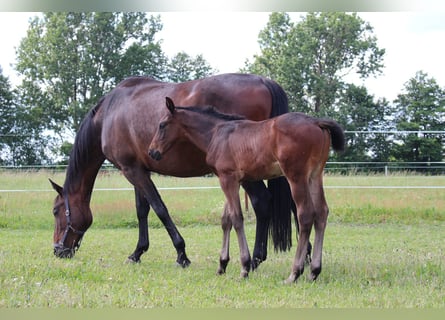 Trakehner, Étalon, Poulain (04/2024), 170 cm, Bai brun