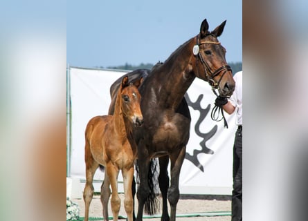 Trakehner, Étalon, Poulain (04/2026), 170 cm, Bai brun