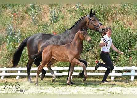 Trakehner, Étalon, Poulain (04/2023), 170 cm, Bai brun