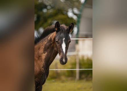 Trakehner, Étalon, Poulain (04/2025), 170 cm, Bai brun foncé