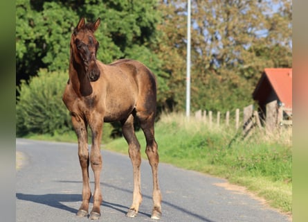 Trakehner, Étalon, Poulain (05/2023), 170 cm, Bai brun foncé
