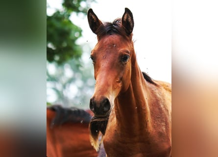 Trakehner, Étalon, Poulain (03/2024), 170 cm, Bai