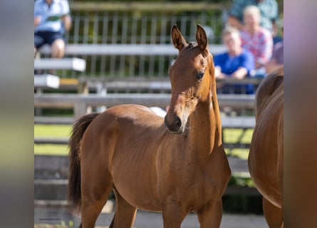 Trakehner, Étalon, Poulain (04/2026), 170 cm