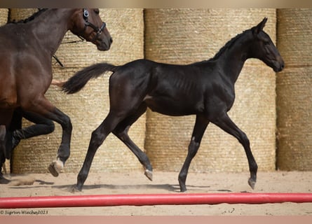Trakehner, Étalon, Poulain (05/2023), 170 cm, Noir