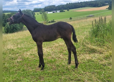 Trakehner, Étalon, Poulain (04/2024), 171 cm, Bai brun foncé