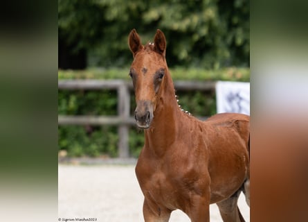 Trakehner, Étalon, Poulain (04/2023), Alezan brûlé