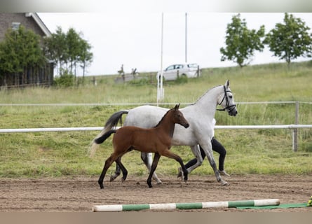 Trakehner, Étalon, Poulain (03/2026), Bai brun