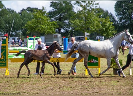 Trakehner, Étalon, Poulain (05/2023), Bai brun