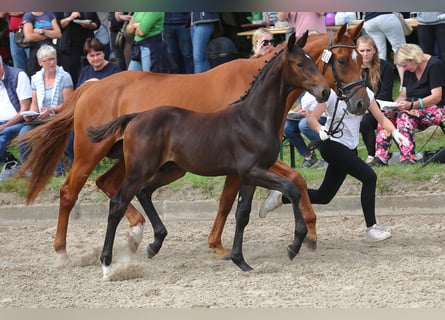 Trakehner, Étalon, Poulain (05/2023), Bai brun foncé