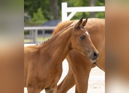 Trakehner, Étalon, Poulain (05/2026), Bai