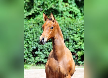 Trakehner, Étalon, Poulain (06/2025), Bai