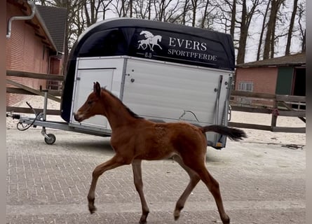 Trakehner, Étalon, , Bai