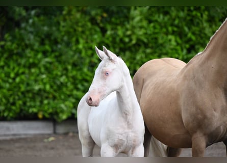 Trakehner, Étalon, Poulain (04/2026), Cremello