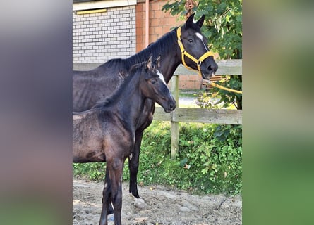 Trakehner, Étalon, Poulain (06/2024), Gris