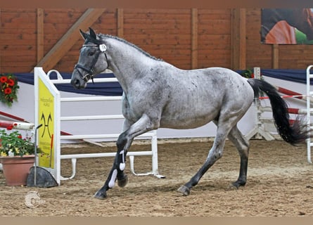 Trakehner, Étalon, 10 Ans, 169 cm, Rouan Bleu