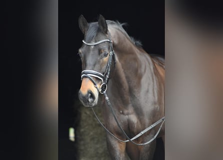 Trakehner, Gelding, 10 years, 16,1 hh, Smoky-Black