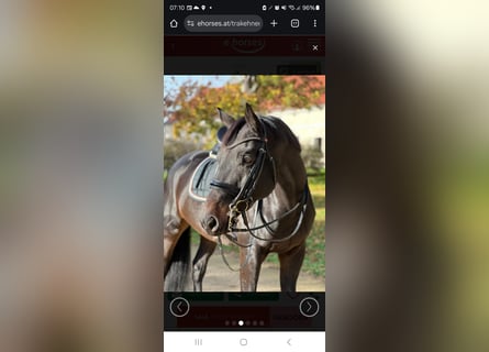 Trakehner, Gelding, 10 years, 16,2 hh, Bay-Dark