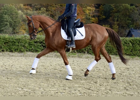 Trakehner, Gelding, 11 years, 16 hh, Chestnut-Red