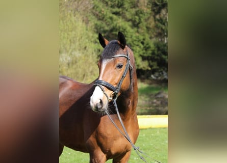 Trakehner, Gelding, 12 years, 16,1 hh, Brown