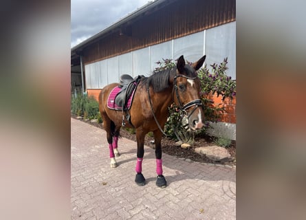 Trakehner, Gelding, 12 years, 17 hh, Brown