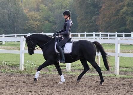 Trakehner, Gelding, 15 years, 16 hh, Black