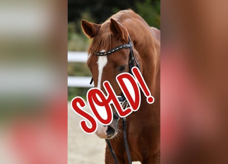 Trakehner, Gelding, 15 years, 16,2 hh, Chestnut