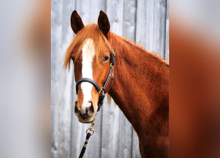 Trakehner, Gelding, 2 years, 16,2 hh, Chestnut-Red