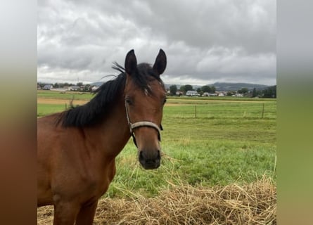 Trakehner, Gelding, 2 years, 16 hh, Brown